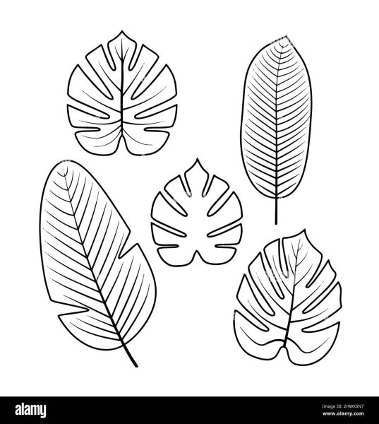 Тропические листья контур