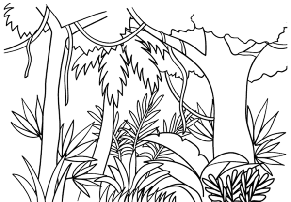 Джунгли рисунок карандашом