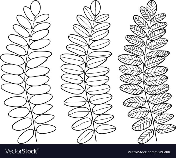 Лист акации