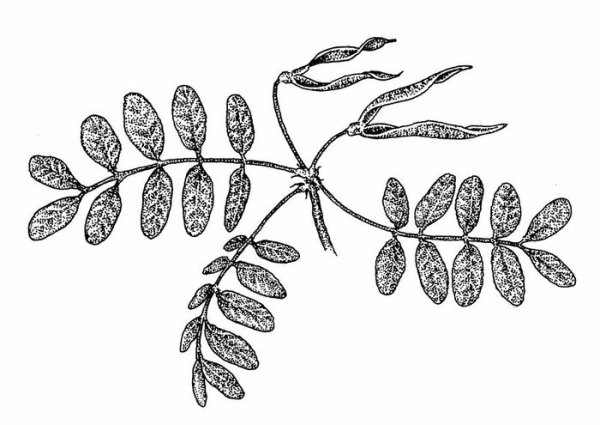 Акация белая биология