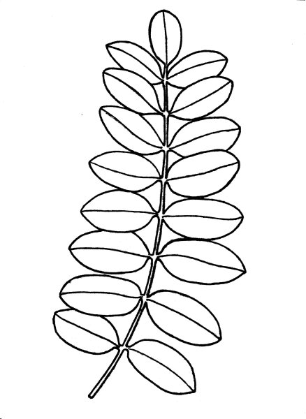 Лист рябины раскраска для детей