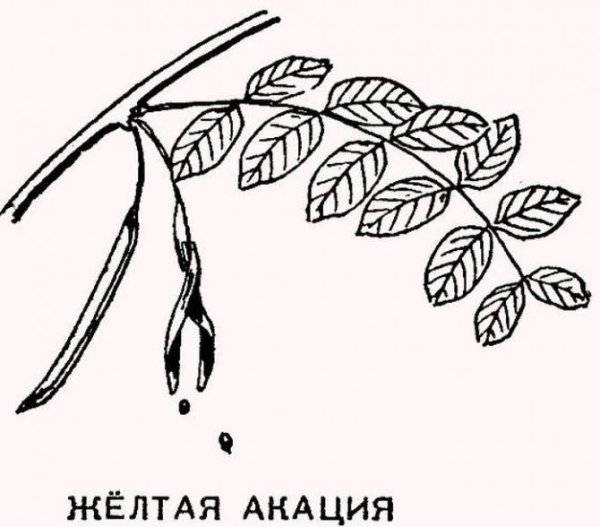 Акация желтая Карагана древовидная рисунок