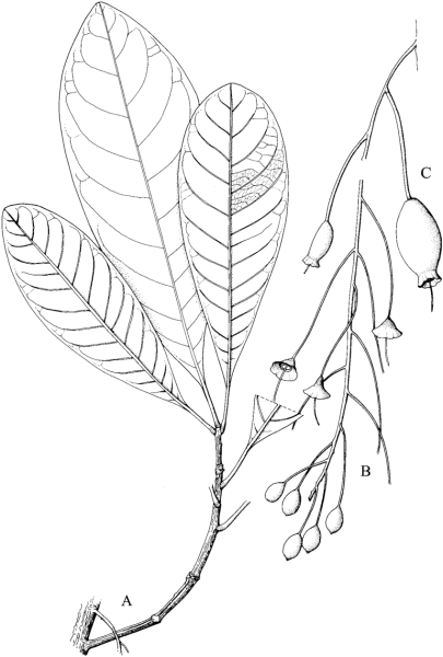 Ветка акации с листьями раскраска