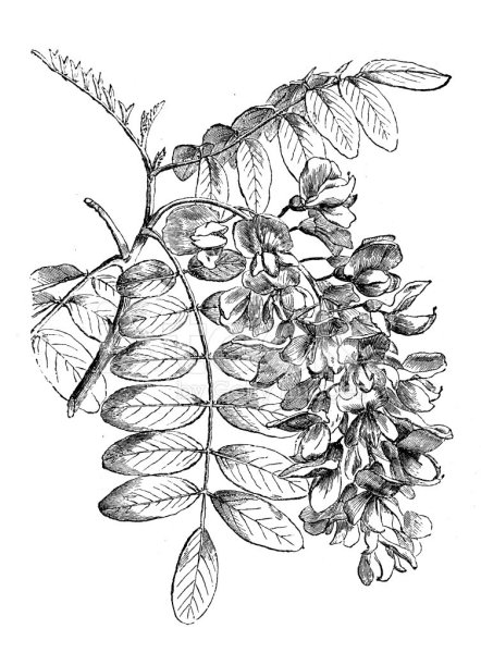 Робиния новомексиканская плоды