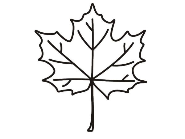 Кленовый лист раскраска