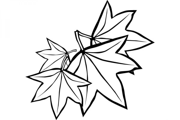 Кленовый лист раскраска для детей