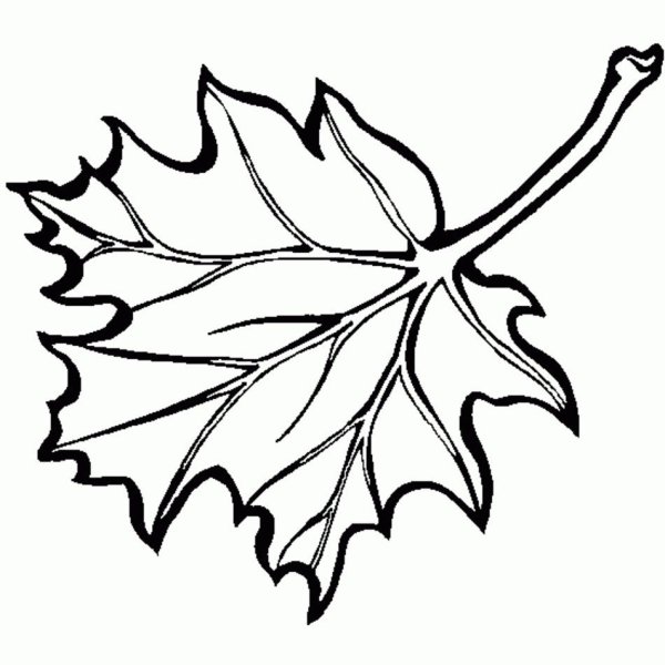 Кленовый лист раскраска