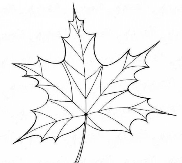 Кленовый лист рисунок