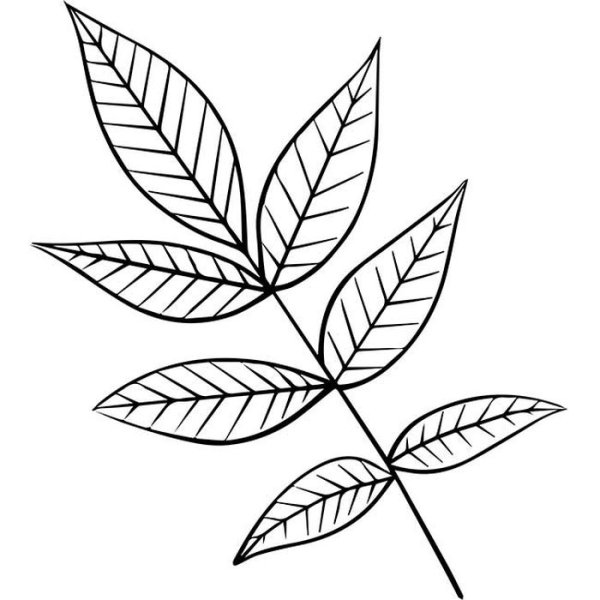 Лист ясеня рисунок