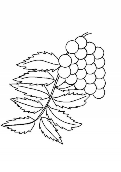Рябиновый лист раскраска