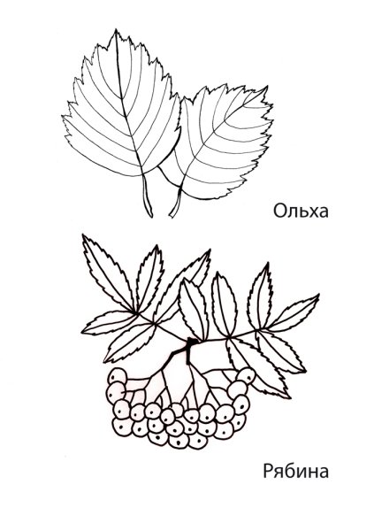 Лист рябины раскраска