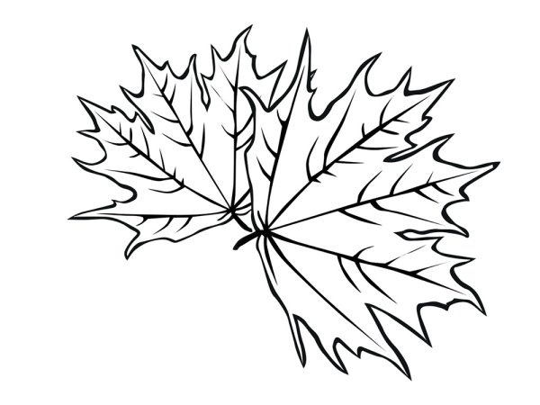 Кленовый листок раскраска для детей
