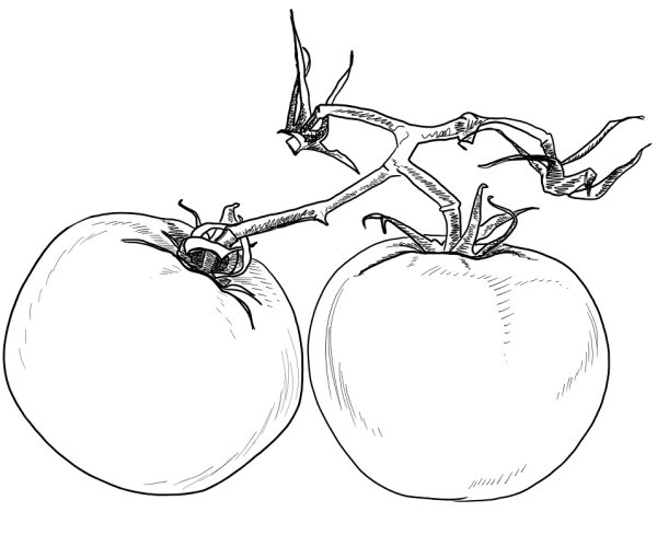 Рисунки для срисовки помидор