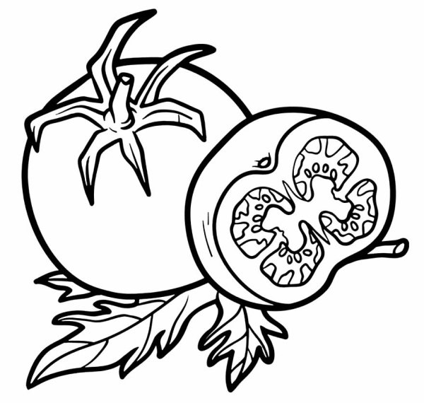 Помидор в разрезе