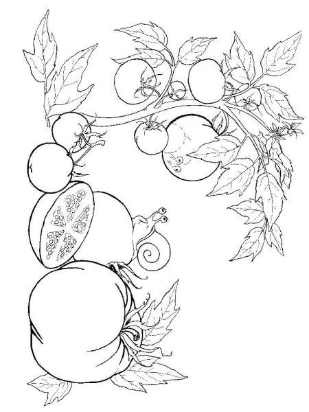 Раскраска веточка помидор