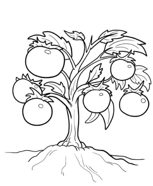 Куст помидора раскраска