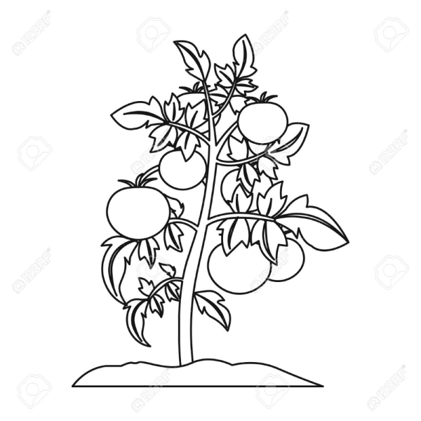 Раскраска помидоры на грядке