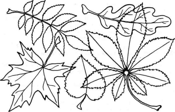 Листья задания для дошкольников