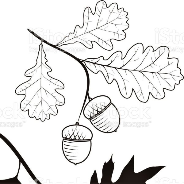 Дубовая ветка с желудями