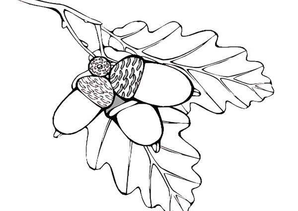 Жёлудь картинка для детей раскраска