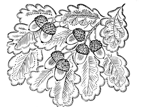 Ветка дуба раскраска