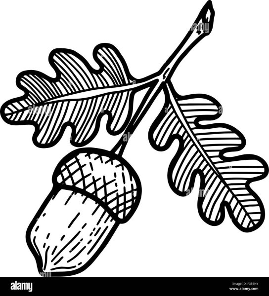 Эскиз Дубового листа с желудем