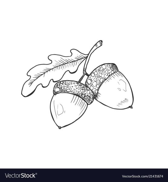 Раскраска желуди на ветке