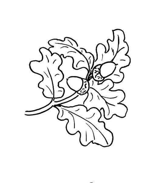 Дубовый лист раскраска