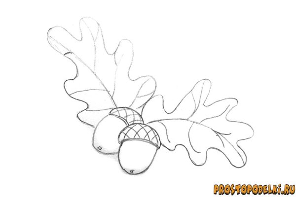 Раскраска дуб с желудями