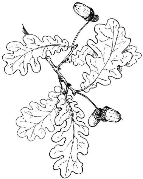 Дубовая ветка с желудями