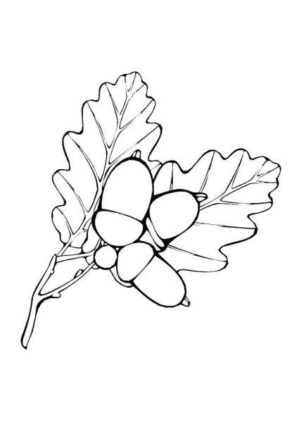 Желудь раскраска