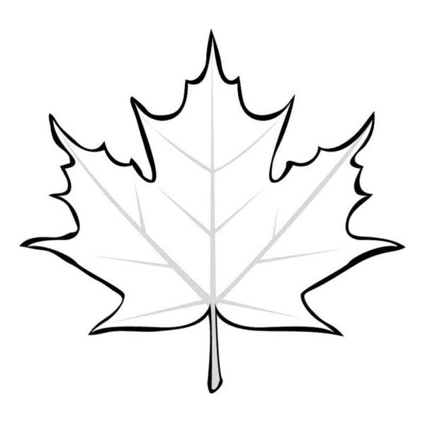 Кленовый лист контур