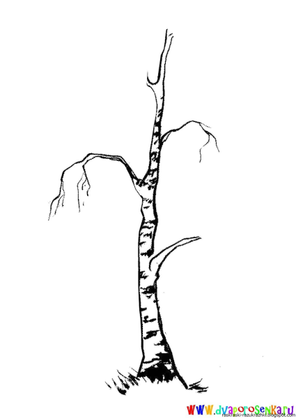 Дерево береза без листьев