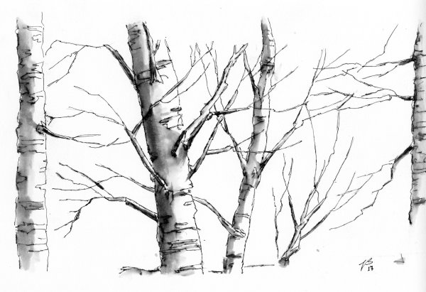 Береза набросок