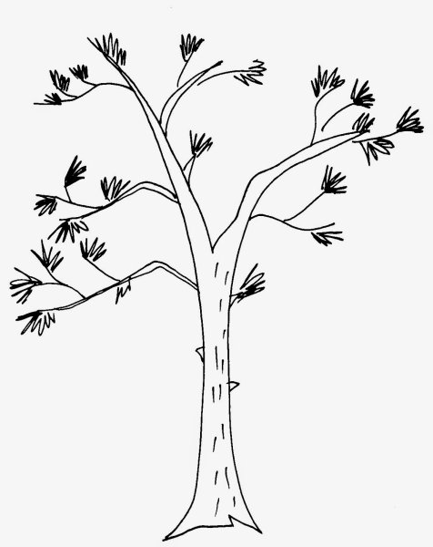 Береза раскраска