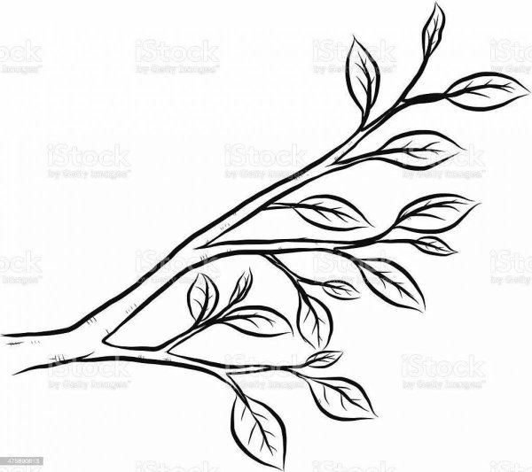 Ветка раскраска