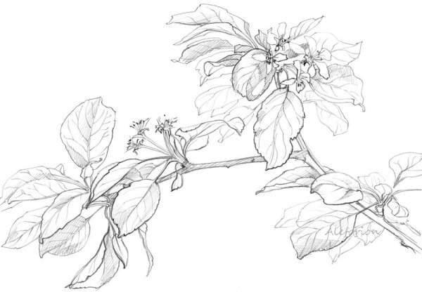 Ветка яблони карандашом