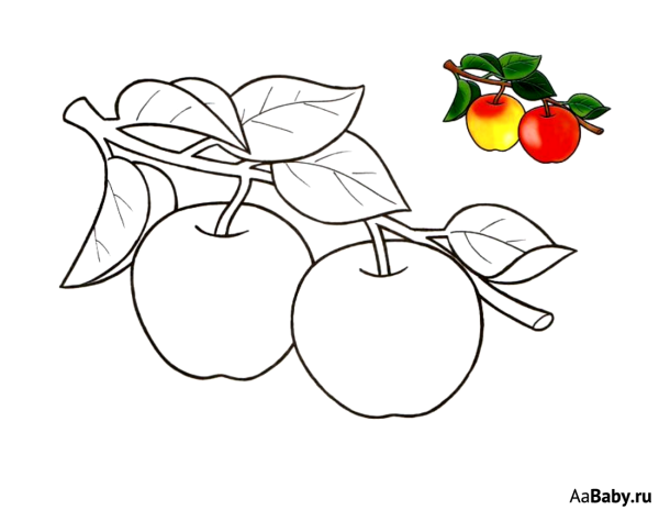 Яблоко на ветке раскраска для детей