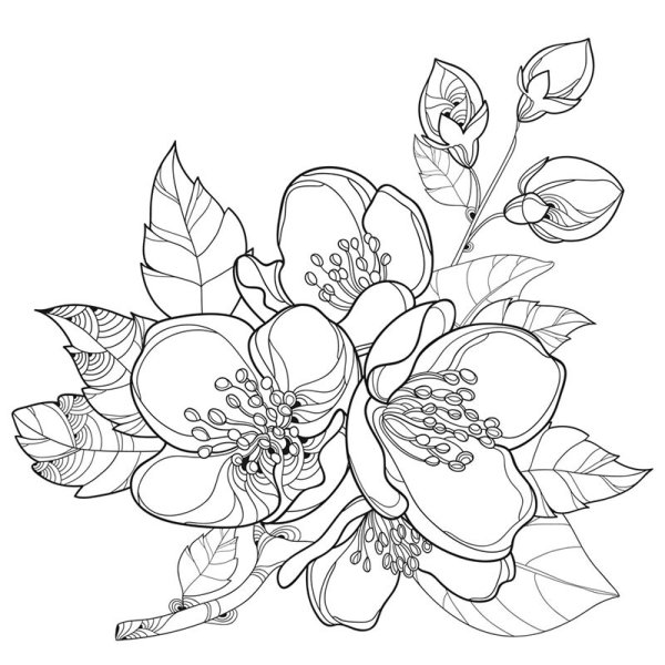 Раскраска Жасмин цветок