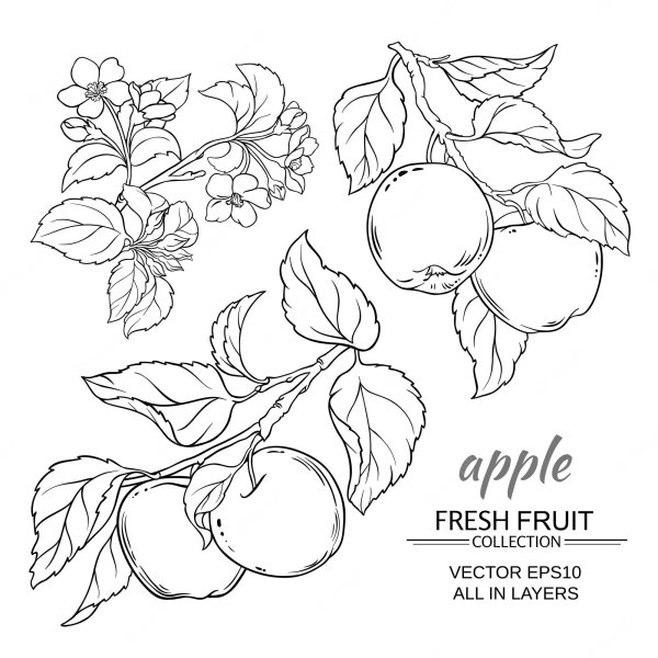Яблоки на ветке контур