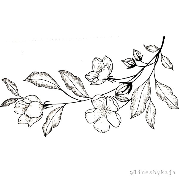 Ветка карандашом