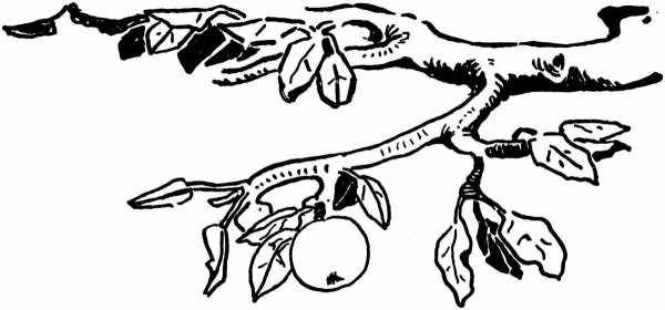 Ветка дерева раскраска для детей