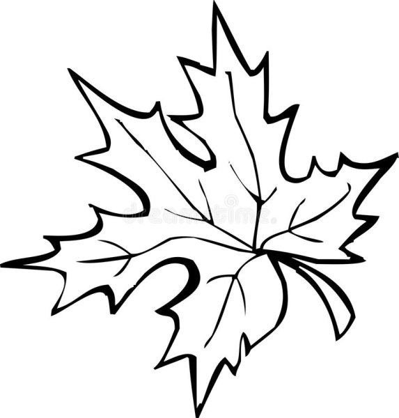 Кленовые листочки черно белые