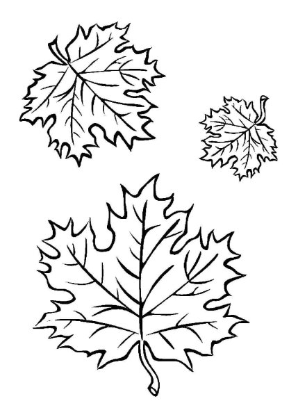 Кленовый лист раскраска
