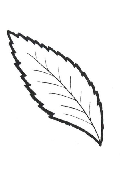 Раскраска листья цветов