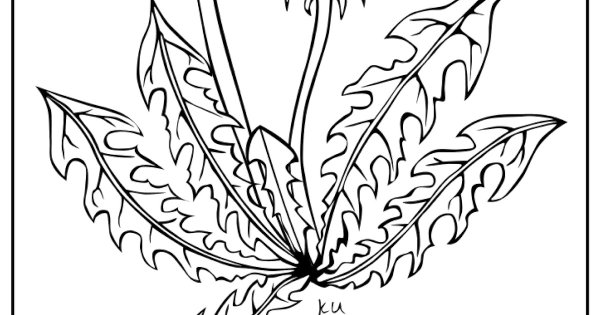 Одуванчик раскраска