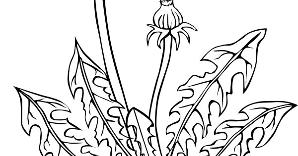 Одуванчик бутон раскраска