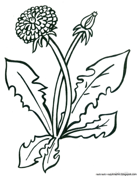 Раскраска одуванчик цветок