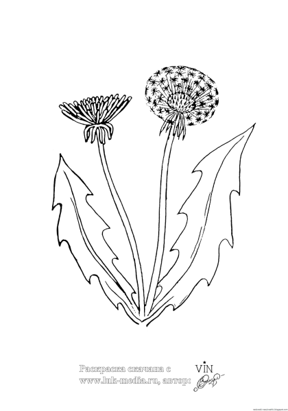 Одуванчик раскраска