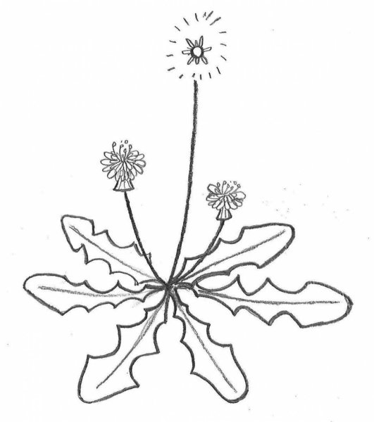 Стебель одуванчика раскраска